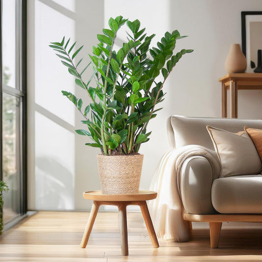 Zamioculcas Zamiifolia with Sofia basket natural - 80cm - Ø21