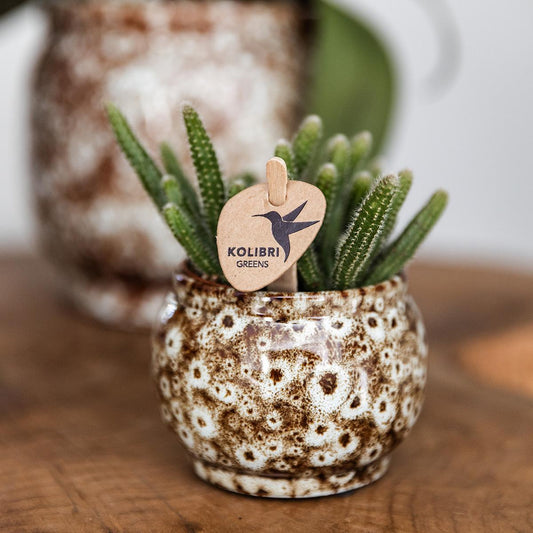 Kolibri Home | Combi deal - Safari pots