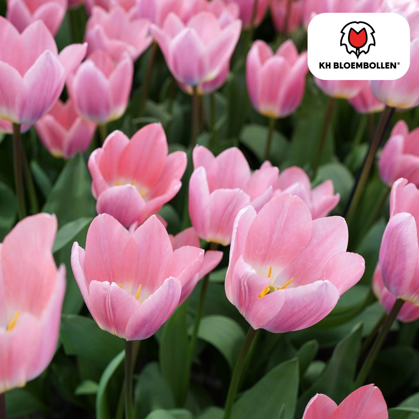 Leichte und verträumte Tulpenzwiebeln – 20er-Pack | KH Flower Bulbs® | Wunderschöne Pastellfarben – Für Garten oder Topf – Größe 11/12 – Frisch vom Züchter!