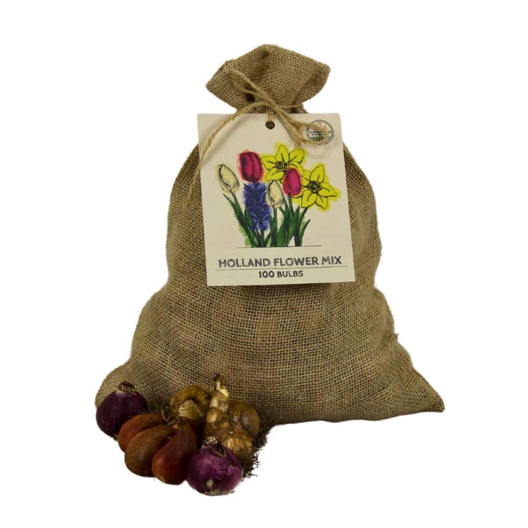 Flowerbulbs Amsterdam - Super Holland Mix - Sustainable value bag, 100 flower bulbs for 2.5 m² of floral splendor - Size 12+