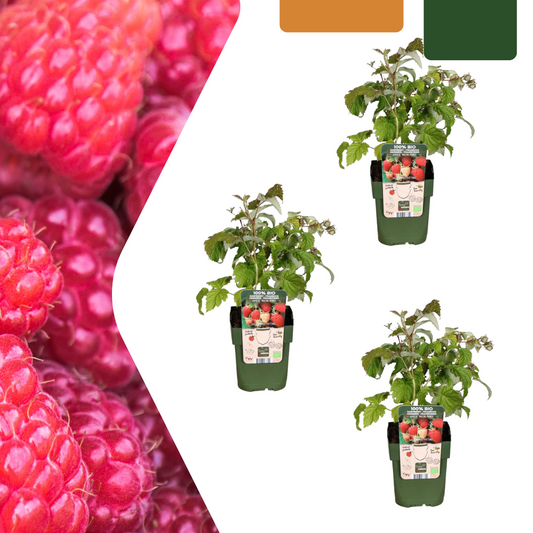 3 x organic raspberry plants - Ø 13 cm - ↨ 20 cm