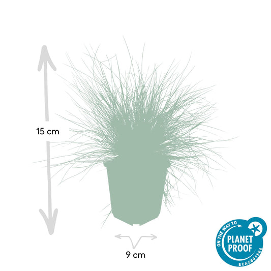 20x Festuca glauca 'Elijah Bleu' - ↕10-25cm - Ø9cm