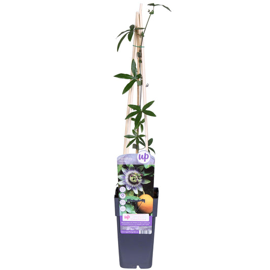 Passiflora Blue caerulea - Ø15cm - ↕65cm
