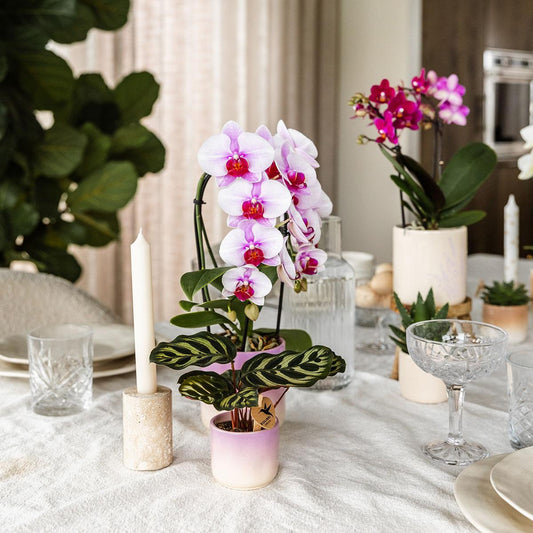 Hummingbird Home | Gradience decorative pot - Purple - Ø9cm