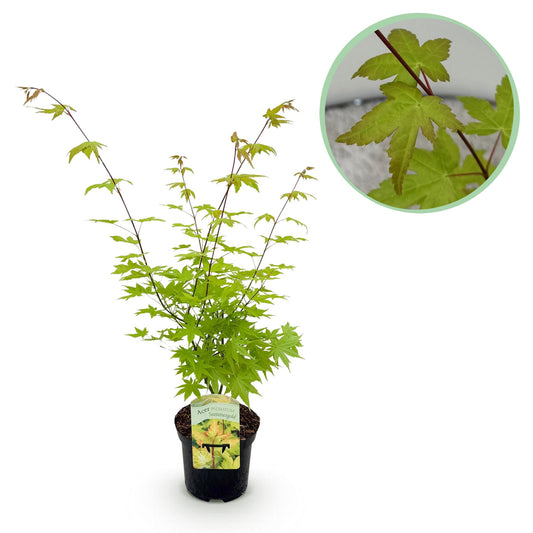 Green boutiQ - Terrace plant - Japanese Maple - Acer palmatum Summergold - Yellow - 1 Plant - Deciduous - Pot 19cm Height 70cm