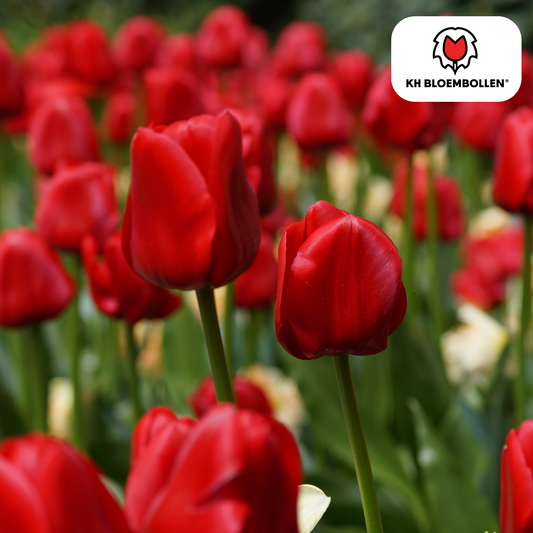 Tulpenbollen Seadov – 20 Stuks