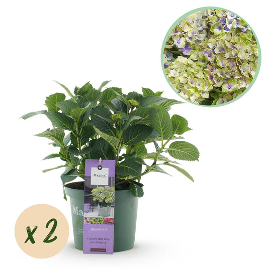 Green boutiQ - Terrace plant - Hydrangea - Hydrangea Magical Jewel Blue - Blue - 6-10 Flowers - 2 Plants - Pot 23cm Height 55cm