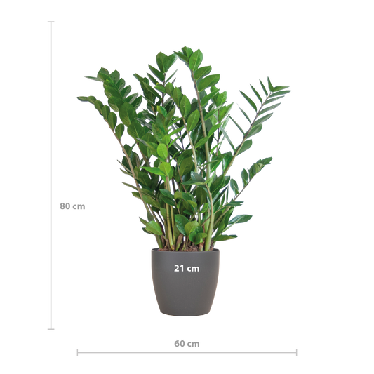 Zamioculcas Zamiifolia with Viber grey - 80cm - Ø21