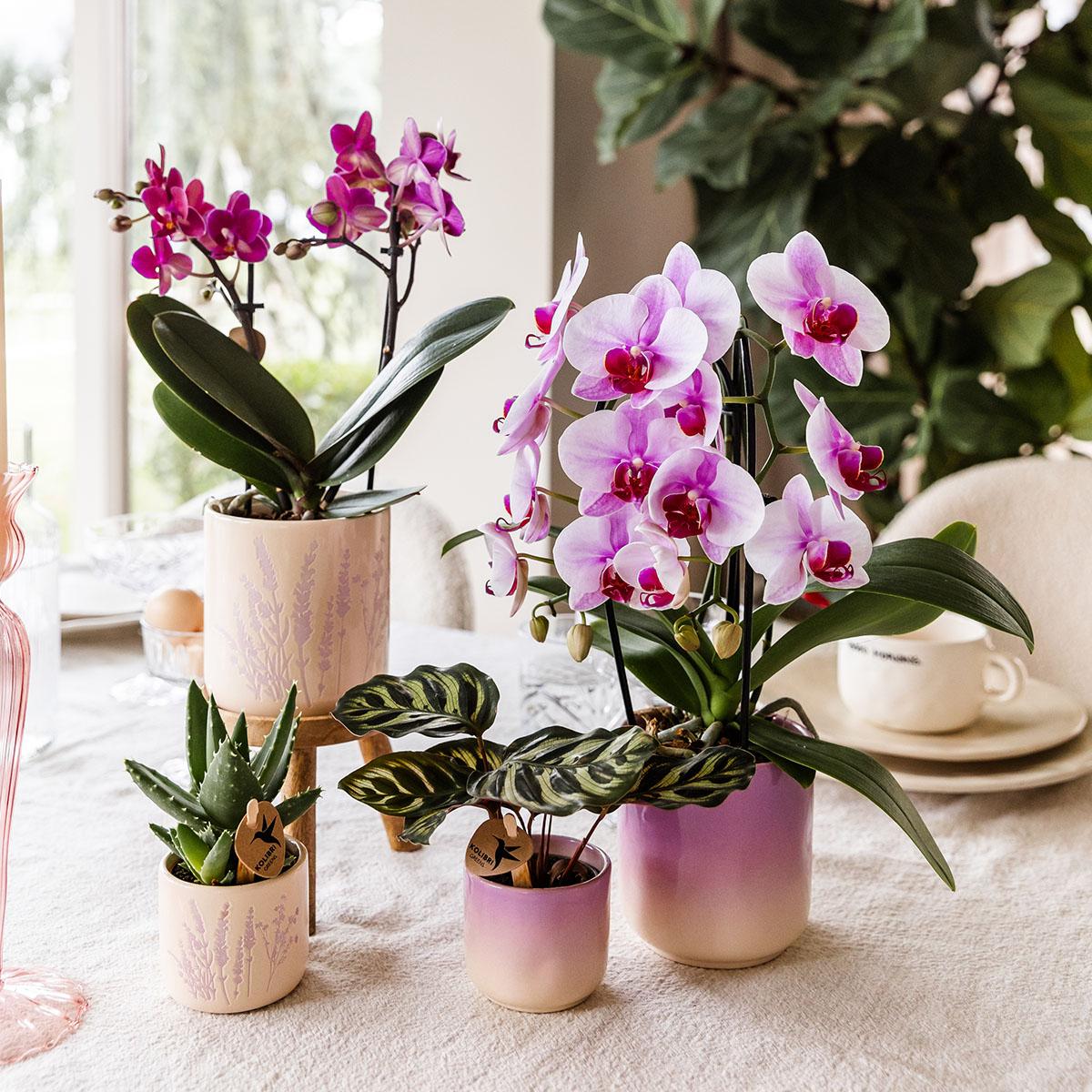Hummingbird Home | Gradience decorative pot - Purple - Ø9cm