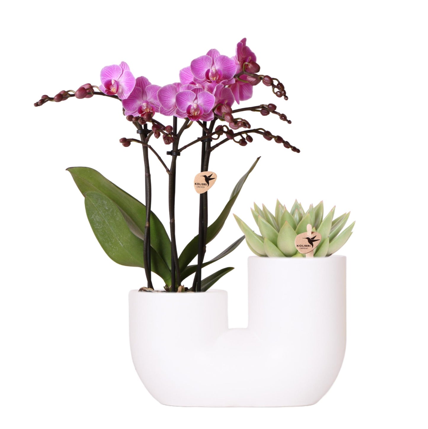 Kolibri Orchids | Set of pink orchid Vienna and succulent in Tube decorative pot white - pot size Ø9cm | flowering houseplant - fresh from the grower