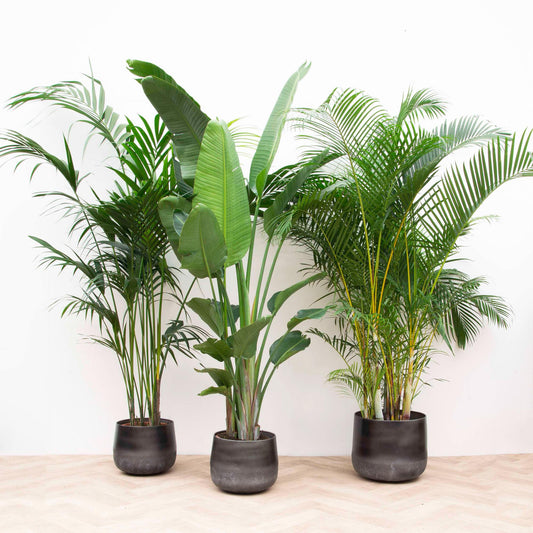 XXL Value Pack - Kentia 200 cm, Strelitzia Nicolai 225 cm, Areca 200 cm