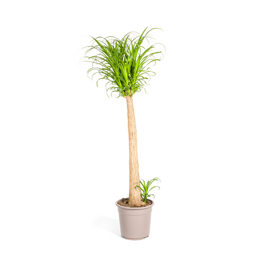 Beaucarnea Recurvata Trunk Ø27cm - ↕110 - 130cm