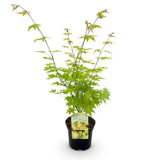Green boutiQ - Terrace plant - Japanese Maple - Acer palmatum Summergold - Yellow - 1 Plant - Deciduous - Pot 19cm Height 70cm