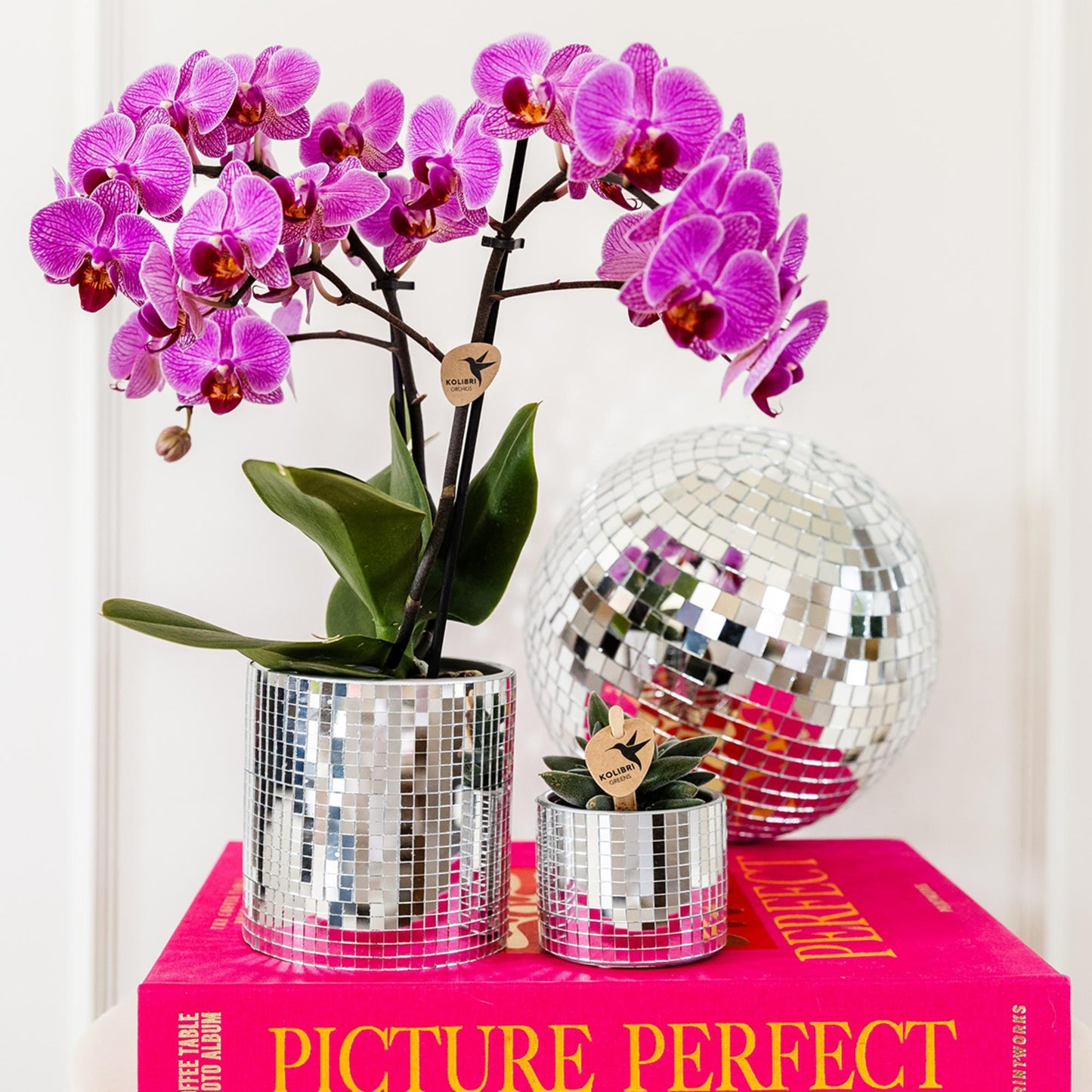 Paars/roze Phalaenopsis orchidee potmaat Ø9cm |  Vienna
