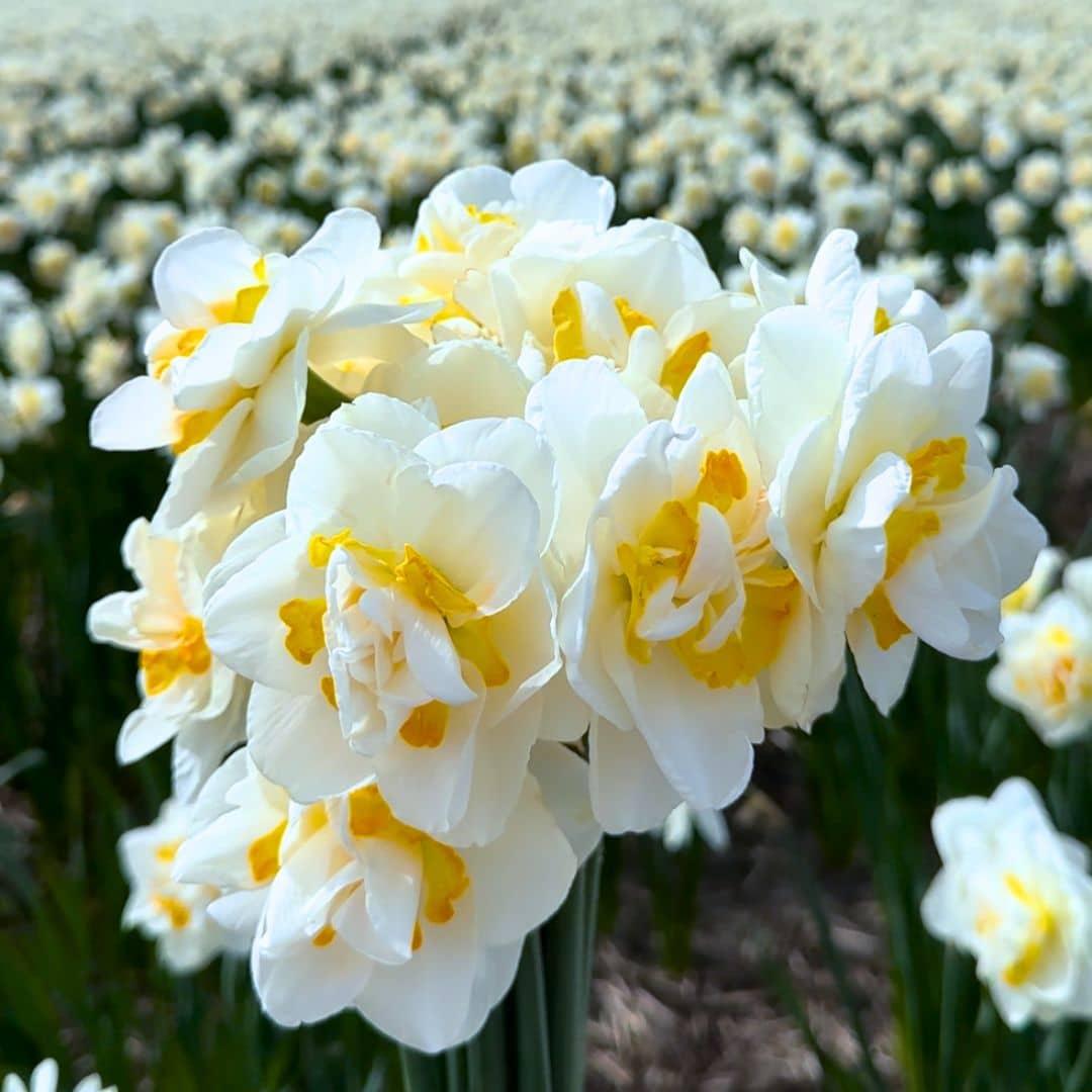 Flowerbulbs Amsterdam - Super Narcissus Mix - Sustainable value bag, 100 flower bulbs for 2.5 m² of floral splendor - Size 12/14