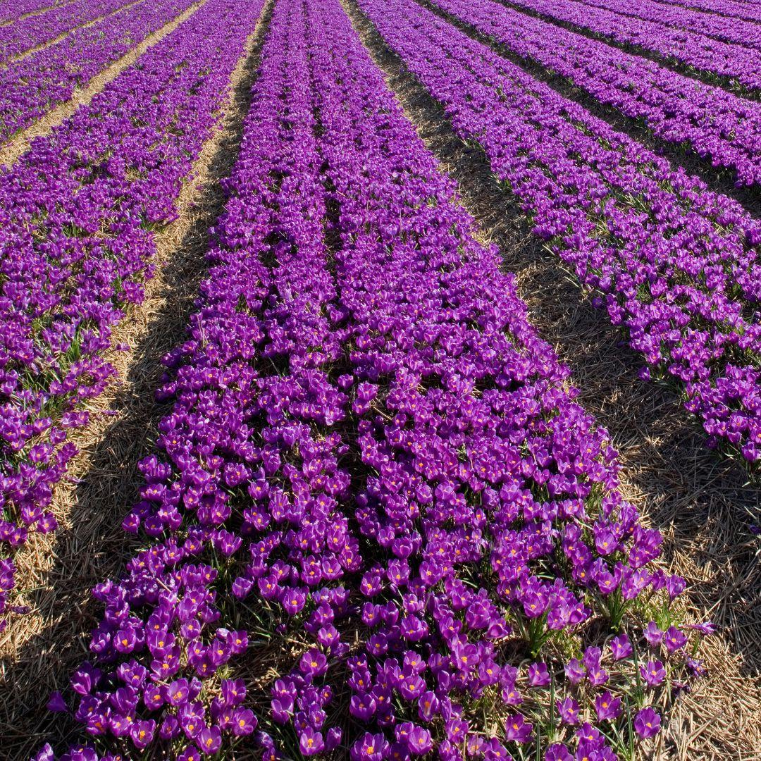 Flowerbulbs Amsterdam - Flower Record - 20 flower bulbs - Size 8+