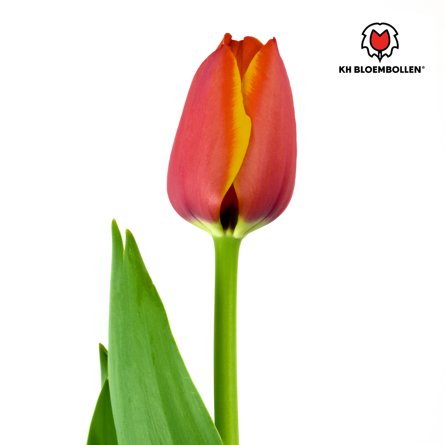 Tulip Bulbs Dafeng – 20 Pieces