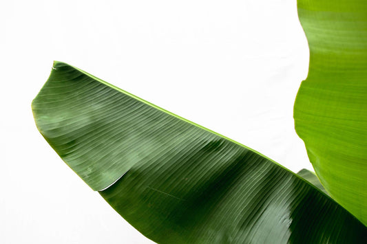 Banana plant (Musa) - 160cm - Ø30