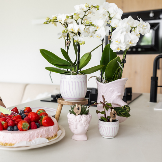 Hummingbird Home | Granada - Pink - Ø6cm