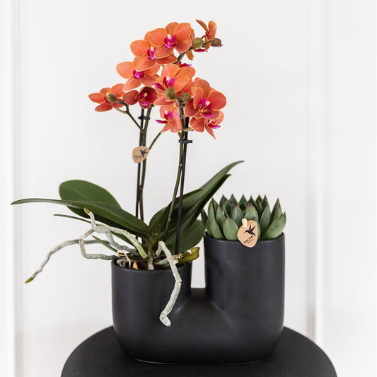 Kolibri Orchids | Set of orange orchid Bolzano and succulent in Tube decorative pot black - pot size Ø9cm | flowering houseplant - fresh from the grower