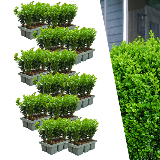 12 x 6-Pack Buxus NewGen Freedom – Hardy Evergreen Shrubs 72 x Ø7 cm - ↕15 cm | Compact Boxwood 
