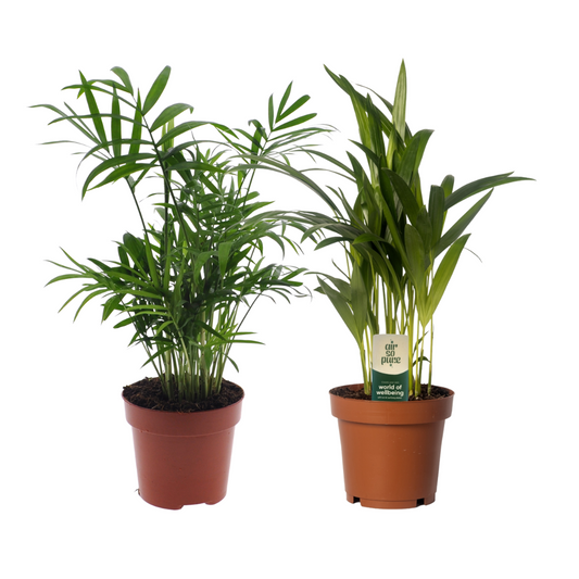 Dypsis lutescens/Chamadorea Duo - 2 pieces - Ø12cm - ↕40cm