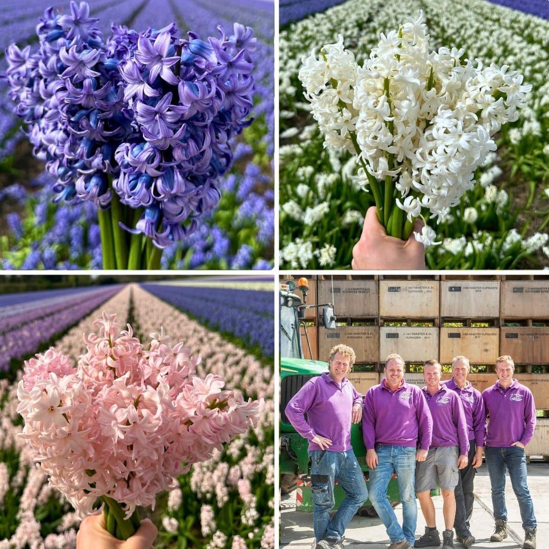 Flowerbulbs Amsterdam - Hyacinth Show Off - 30 flower bulbs for 1 m² of floral splendor - Size 14/15