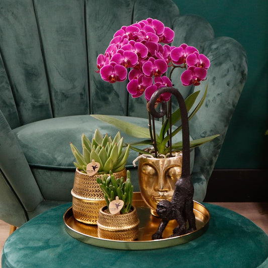 Kolibri Orchids | COMBI DEAL of 4 purple phalaenopsis orchids - Morelia - pot size Ø9cm | flowering houseplant - fresh from the grower