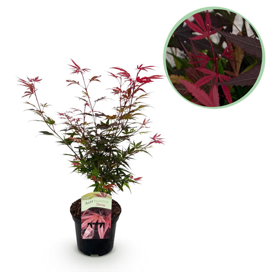 Green boutiQ - Terrace plant - Japanese Maple - Acer palmatum Shaina - Red - 1 Plant - Deciduous - Pot 19cm Height 70cm