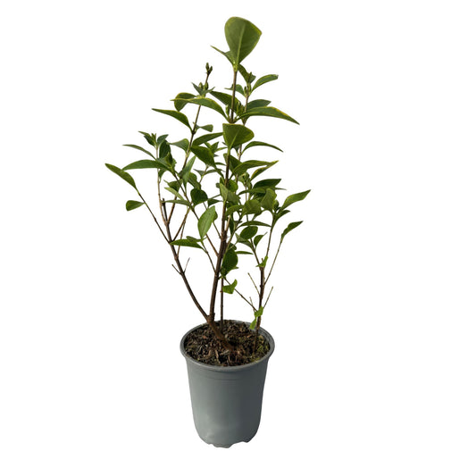 Green boutiQ - Hedge plants - Ligustrum ovalifolium Aureum - leaf yellow green - 8 plants - 1 linear meter - evergreen - pot 9cm height 35-40cm