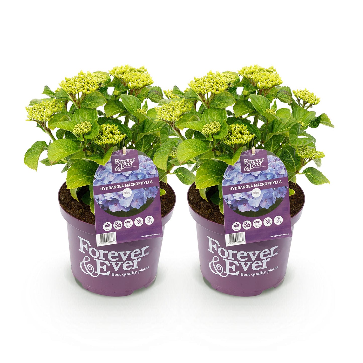 Green boutiQ - Terrace plant - Hydrangea - Hydrangea Forever &amp; Ever - Blue - 7-12 Flowers - 2 Plants - Pot 23cm Height 55cm