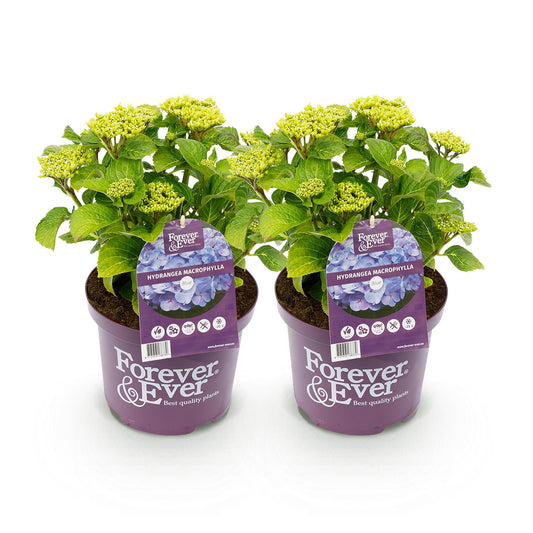 Green boutiQ - Terrace plant - Hydrangea - Hydrangea Forever &amp; Ever - Blue - 7-12 Flowers - 2 Plants - Pot 23cm Height 55cm