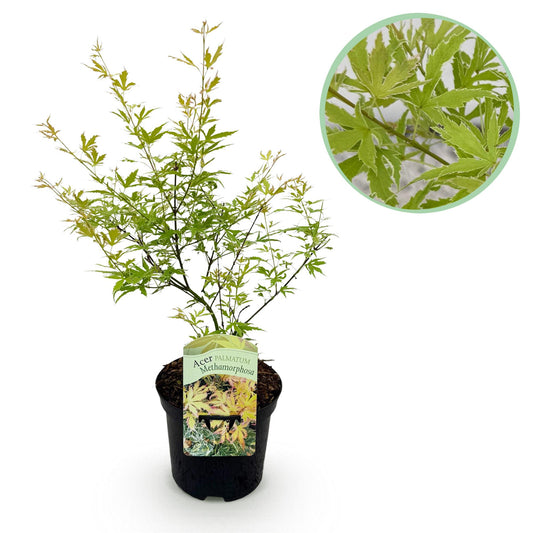 Green boutiQ - Terrace plant - Japanese Maple - Acer palmatum Methamorphosa - Green - 1 Plant - Deciduous - Pot 19cm Height 70cm