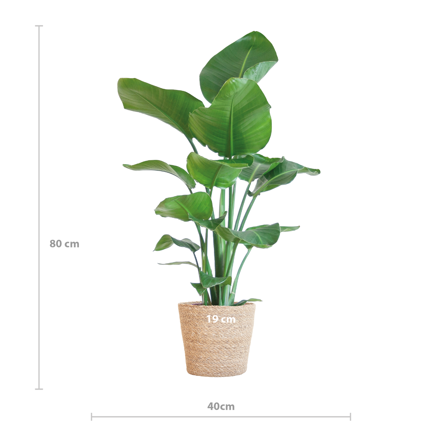 Strelitzia Nicolai with Sofia basket natural - 80cm - Ø21