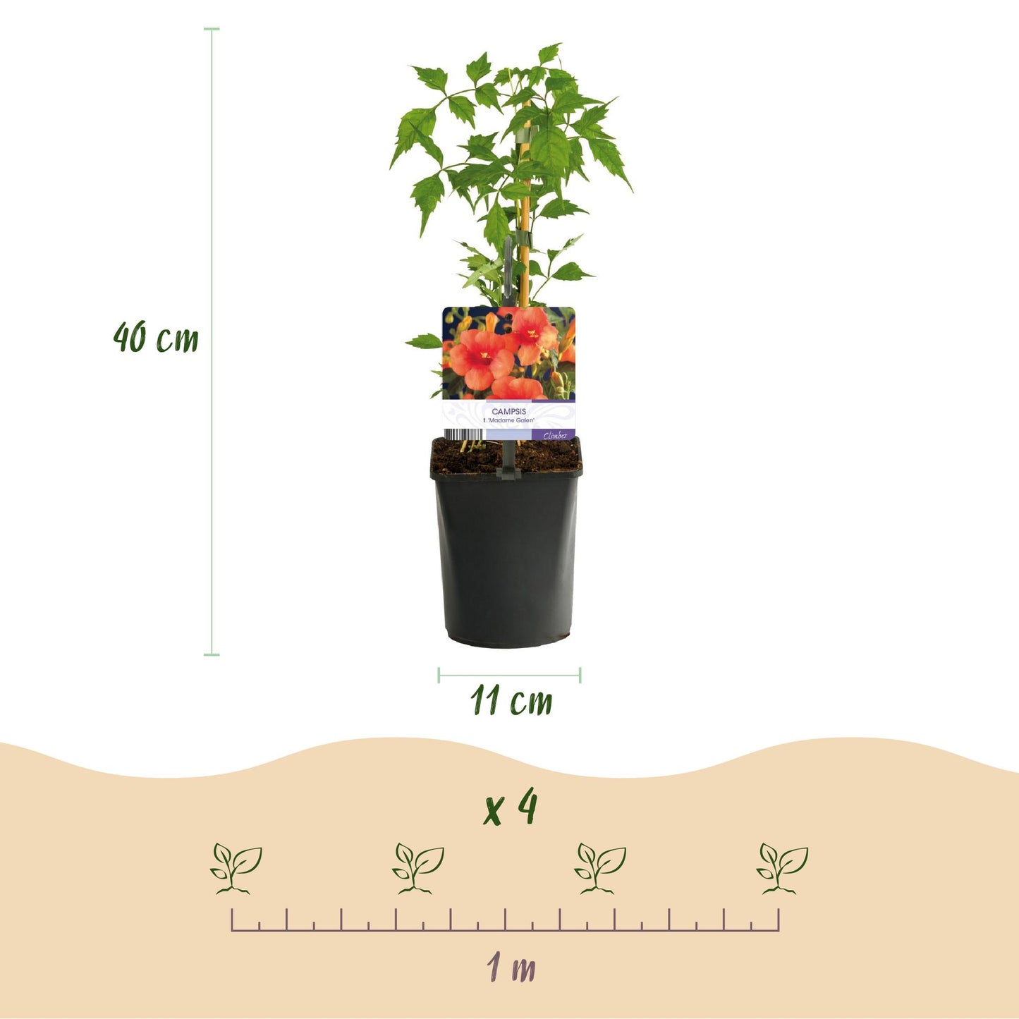 Climbing plants Rainbow - Clematis montana Rubens Hedera helix lonicera Goldflame Campsis madame Galen - Year-round color - 4 plants - Pot 11cm Height 40cm