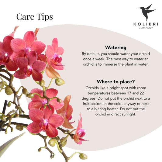 Kolibri Orchids | red Phalaenopsis orchid pot size Ø9cm | Congo | flowering houseplant - fresh from the grower