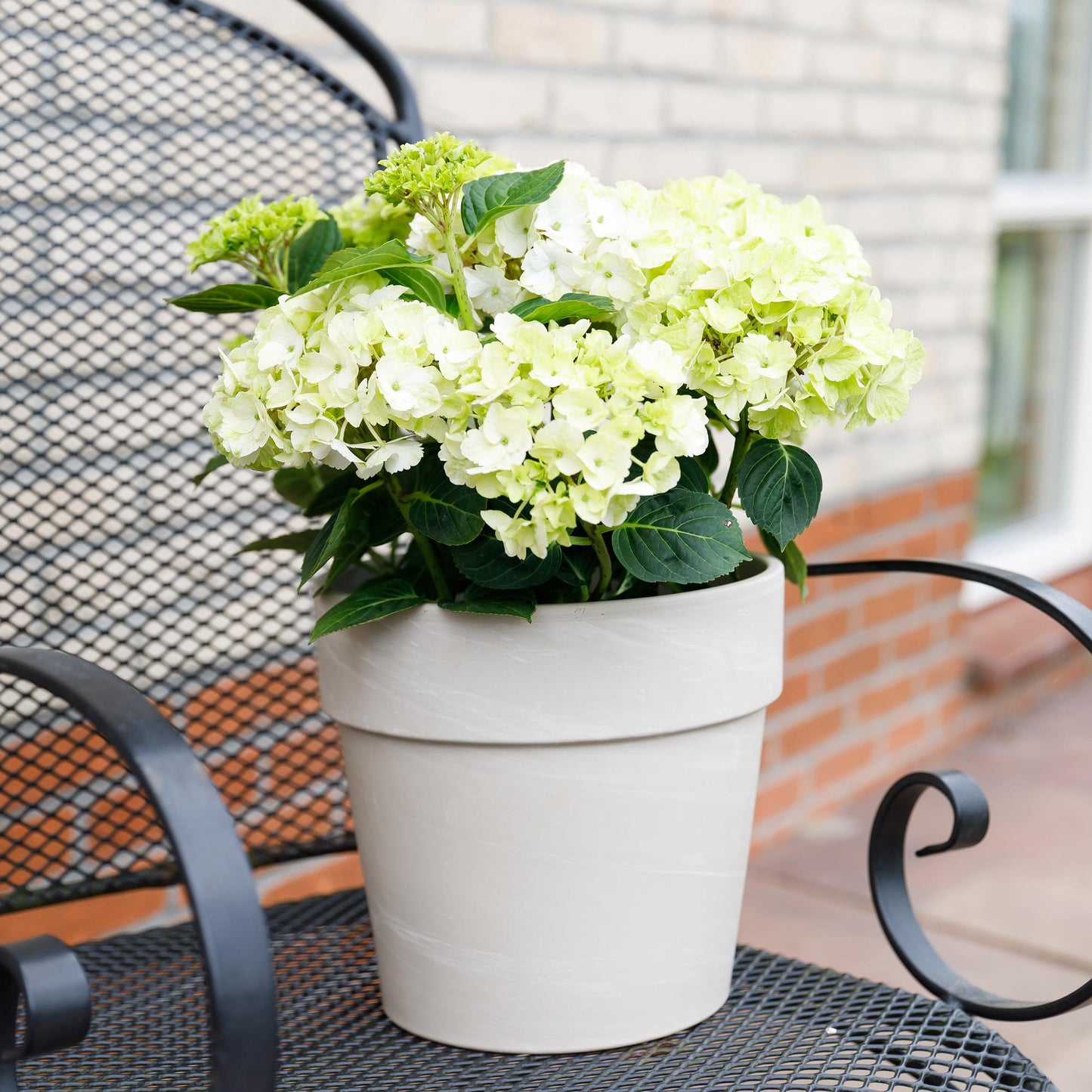Green boutiQ - Terrace plant - Hydrangea - Hydrangea Magical Nobless - White - 6-10 Flowers - Pot 23cm Height 55cm