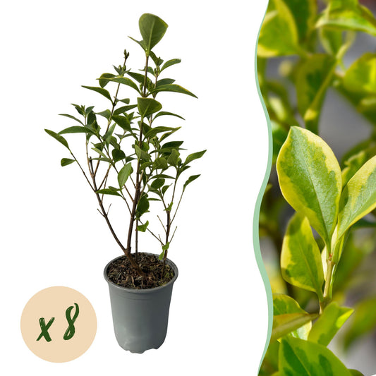 Green boutiQ - Hedge plants - Ligustrum ovalifolium Aureum - leaf yellow green - 8 plants - 1 linear meter - evergreen - pot 9cm height 35-40cm