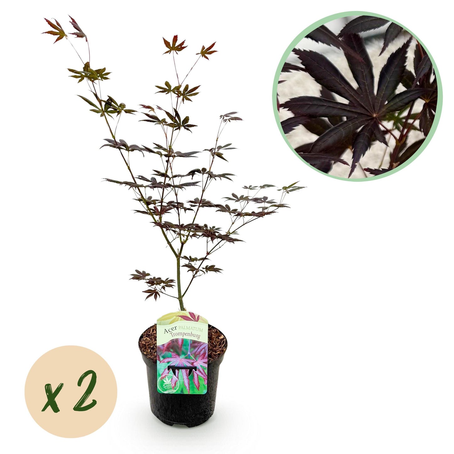 Green boutiQ - Terrace plant - Japanese Maple - Acer palmatum Trompenburg - Dark Purple - 2 Plants - Deciduous - Pot 19cm Height 70cm