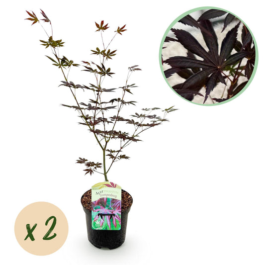 Green boutiQ - Terrace plant - Japanese Maple - Acer palmatum Trompenburg - Dark Purple - 2 Plants - Deciduous - Pot 19cm Height 70cm