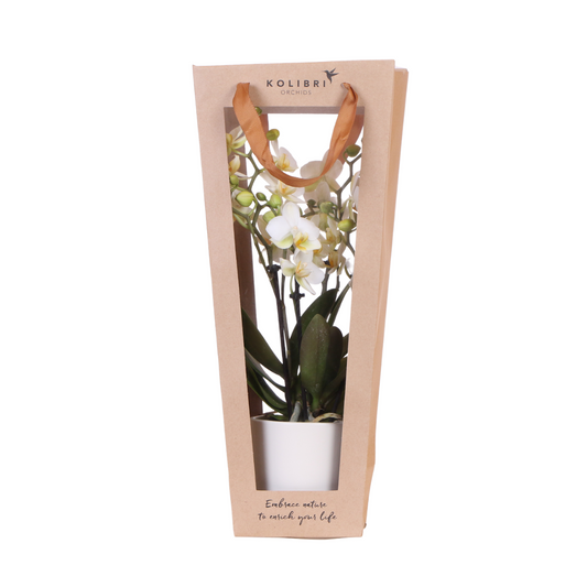 Kolibri Company I Gift bag for Orchid with decorative pot 9cm 