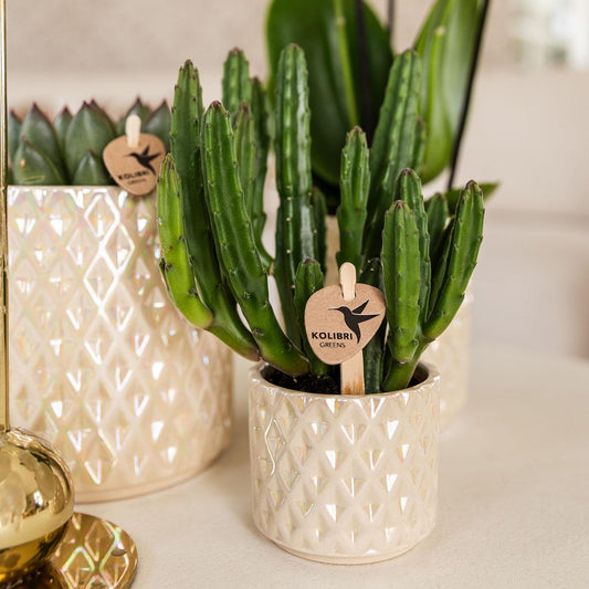 Hummingbird Home | Diamond pearl decorative pot - Travertine - Ø6cm