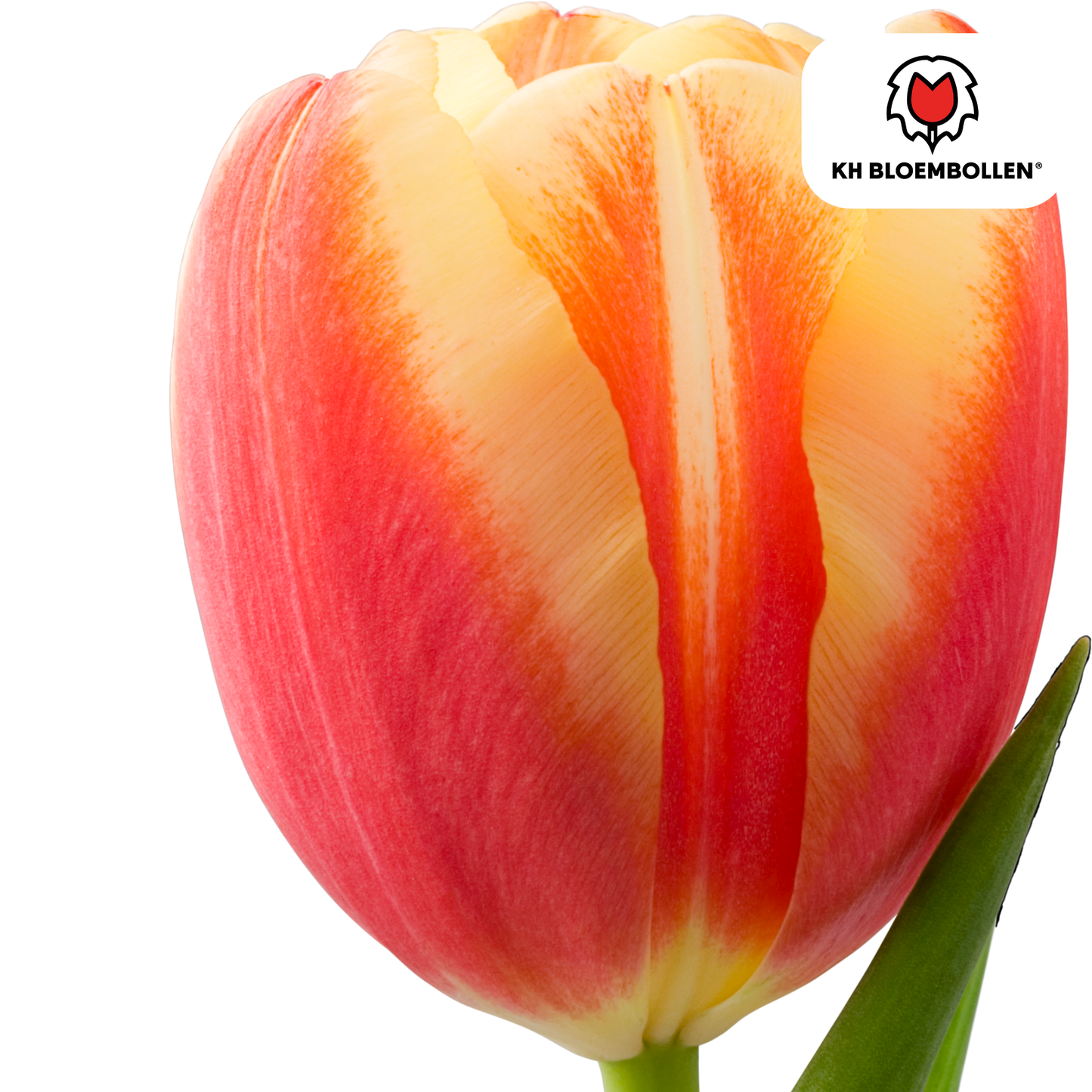 Tulpenzwiebeln Jan Seignette – 20er-Pack | KH Bloembollen® | Rot-gelb gestreifte Tulpe – Klassisch &amp; Auffällig – Für Garten oder Topf – Größe 11/12 – Frisch vom Züchter