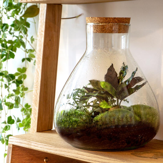 Terrarium bottle - Model: Sammie - Closed terrarium ↑ 26.5 cm