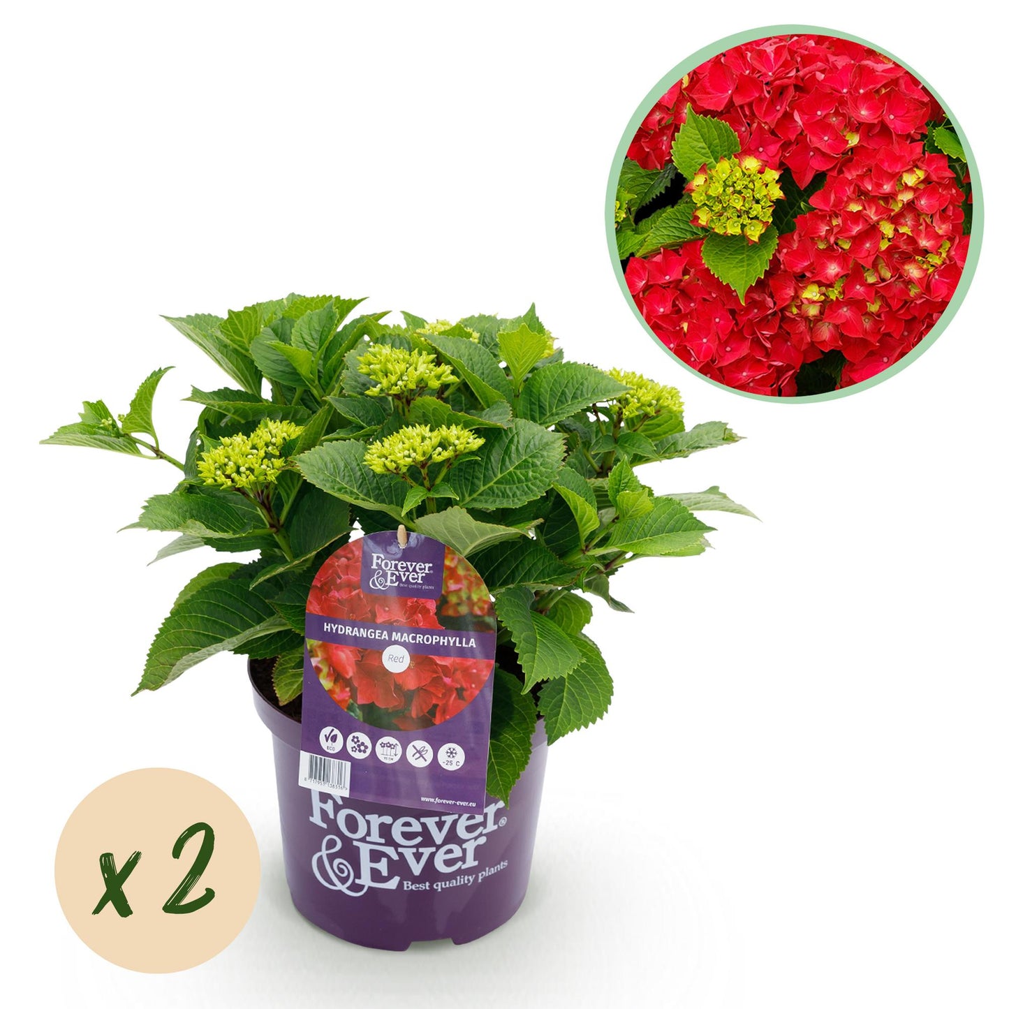Green boutiQ - Terrace plant - Hydrangea - Hydrangea Forever &amp; Ever - Red - 7-12 Flowers - 2 Plants - Pot 23cm Height 55cm