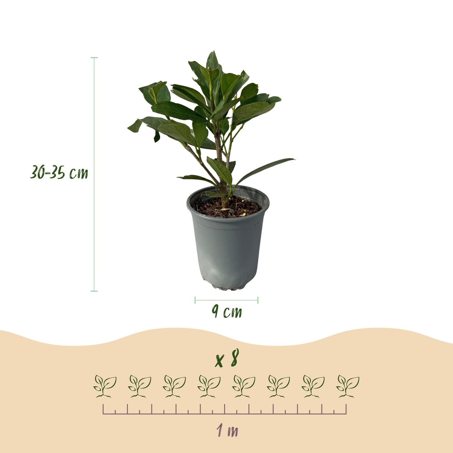 Green boutiQ - Hedge plants - Prunus laurocerasus Caucasica - green leaf - 8 plants - 1 linear meter - evergreen - pot 9cm height 30-35cm