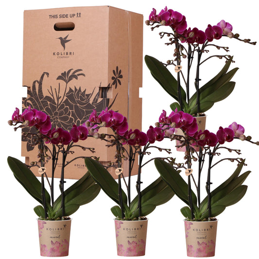 Surprise box single-colored - plant advantage box - surprise box with 4 different orchids ø9cm
