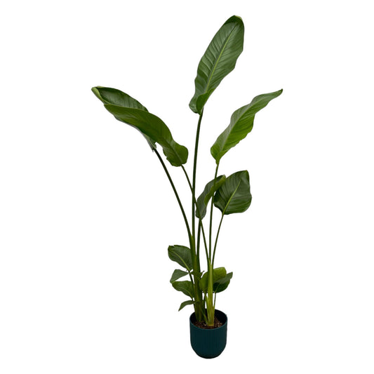 Strelitzia Nicolai including elho Vibes Fold Round blue - 100 cm - Ø18