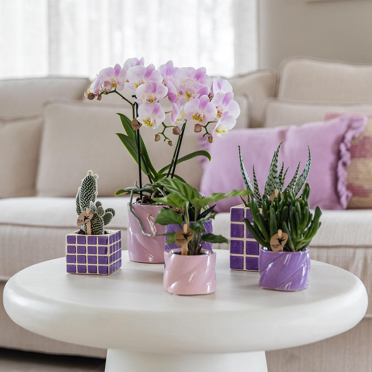 Kolibri Orchids | Pink phalaenopsis orchid - Portugal - pot size Ø9cm | flowering houseplant - fresh from the grower