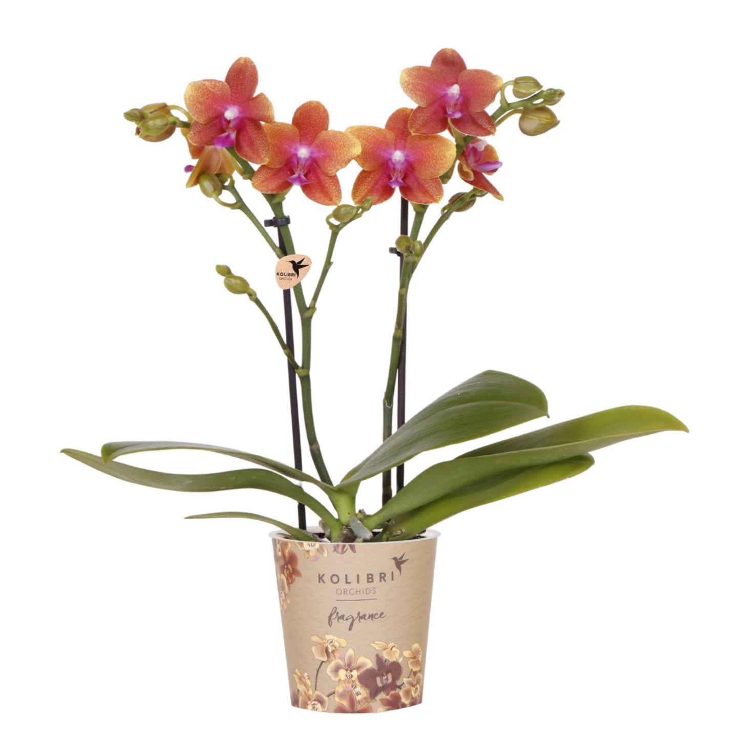Oranje geurende Phalaenopsis orchidee - Fragrance - potmaat Ø9cm
